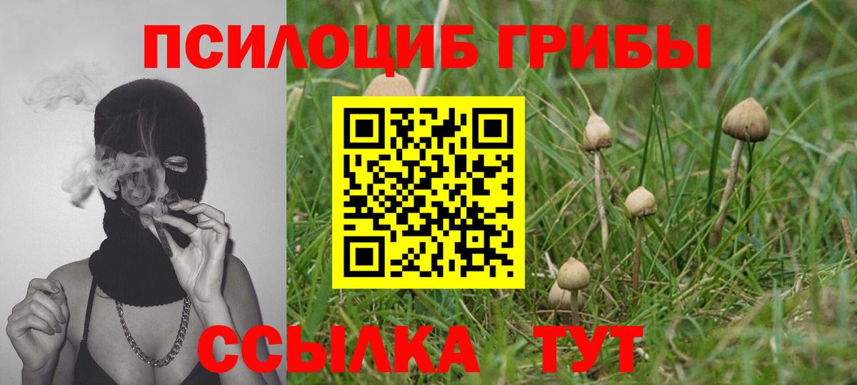 Псилоцибиновые грибы Psilocybine cubensis Димитровград